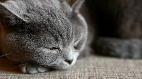 British cat lying on the sofa and sleep Video stock 10678837