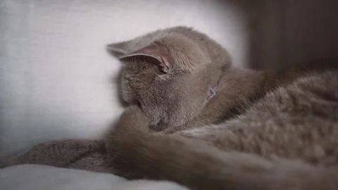 British cat lying in the sun, falling asleep and waving his tail Stock Footage 241528846