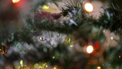 British Cat Lying Under The Christmas Tree. Shot Through The Christmas Tree. Stock Footage 84940323