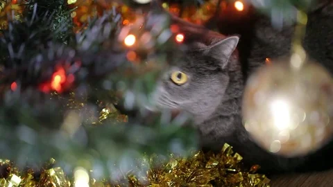 British Cat Lying Under The Christmas Tree. Stock Footage 84940475