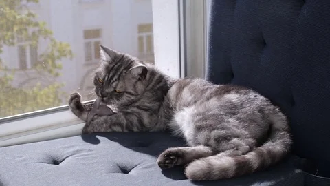 British cat with mouse toy on window sill Stock Footage 79589964
