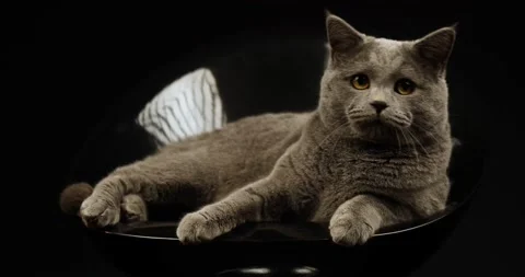 British cat moves its head 库存影片 146360069