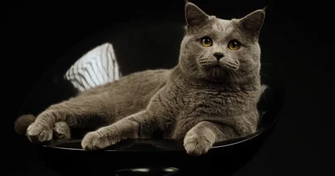 British cat moves its head long version Stock Footage 146360092