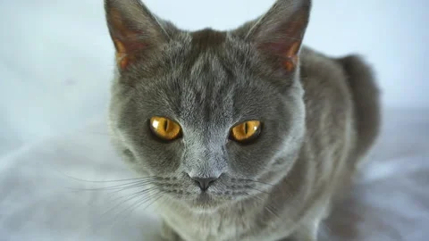 British cat muzzle closeup. Stock Footage 103371330