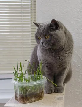 British cat next to sprouted grass on the loggia Stock Photos
