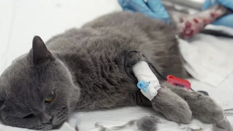 British cat in the operating room. Stock Footage 156519481