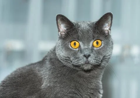 The british cat Foto stock