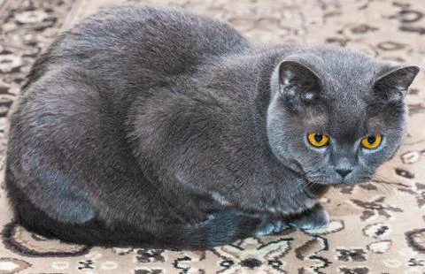 The british cat Foto stock