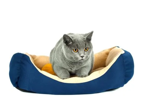 British cat Stock Photos