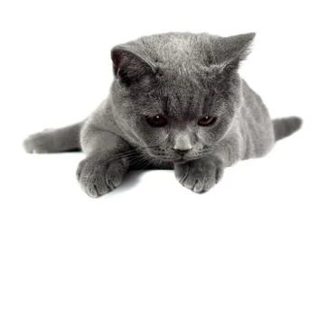 British cat Stock Photos