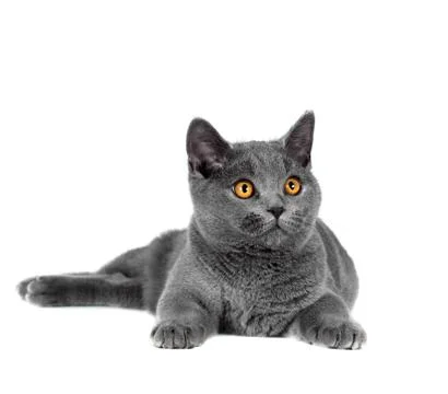 British cat Stock Photos