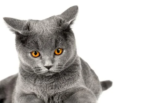 British cat Stock Photos