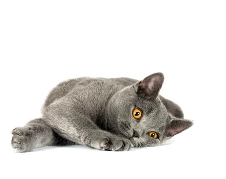 British cat Stock Photos
