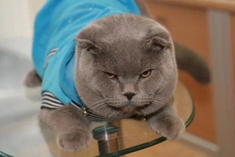 British cat Stock Photos