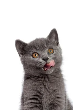 British cat 스톡 사진