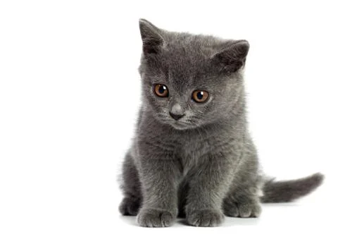 British cat Stock Photos