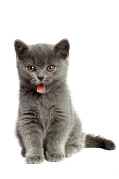 British cat Stock Photos