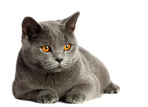 British cat Stock Photos