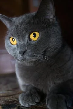 The british cat Foto stock