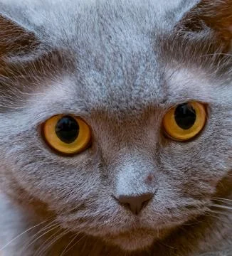 The british cat 写真素材