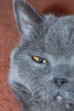 The British cat Foto stock