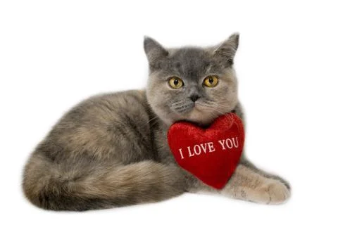 British cat 스톡 사진