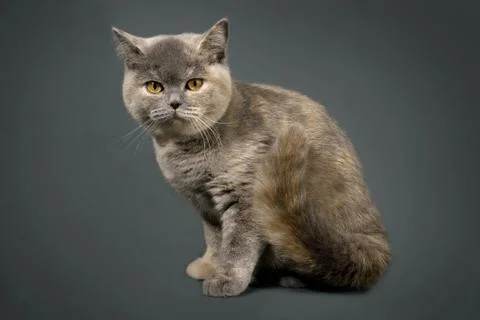 British cat 스톡 사진