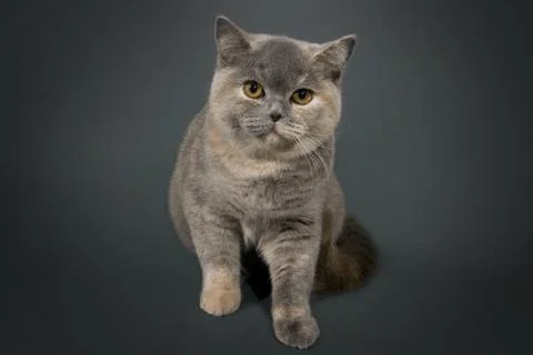 British cat 스톡 사진