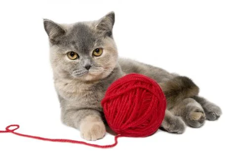 British cat Stock Photos