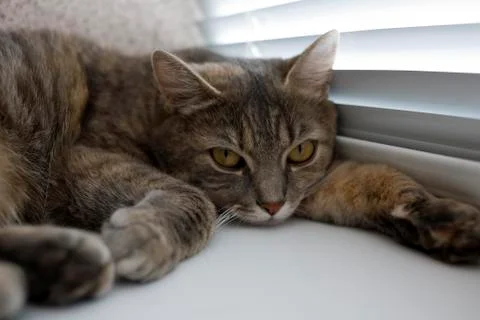 British cat Stock Photos