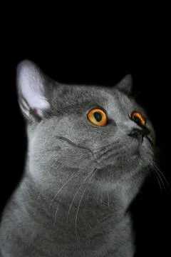 British cat Stock Photos