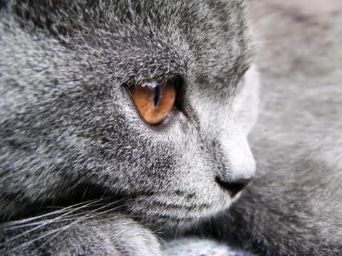 British cat Stock Photos