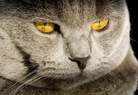 British cat Stock Photos