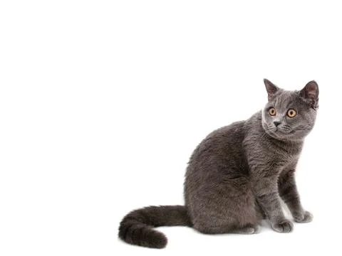 British cat Stock Photos