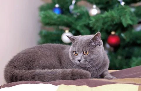 British cat Stock Photos