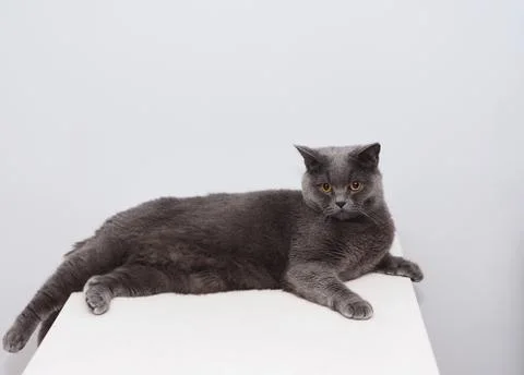 British cat Foto stock