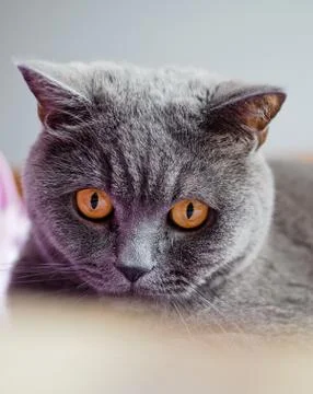 British cat Stockfoto's