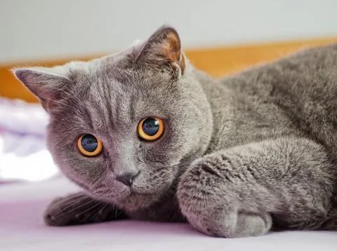 British cat Stock Photos