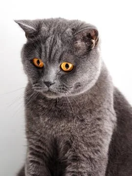 British cat Stock Photos