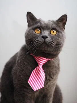 British cat Stock Photos