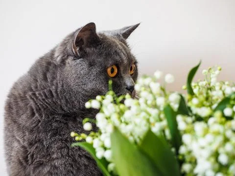 British cat Stock Photos