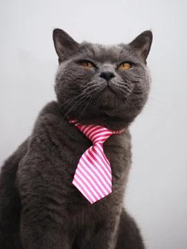 British cat Stock Photos