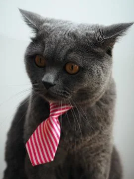 British cat Stockfoto's