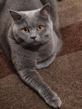 British cat Stockfoto's