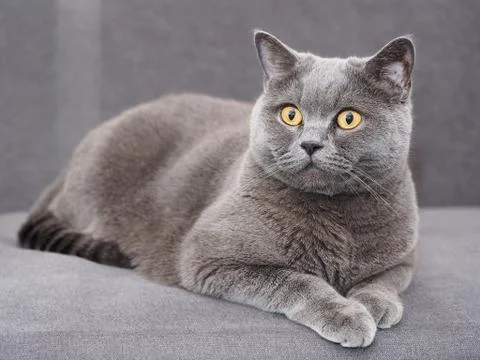 British cat Stock Photos