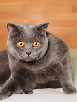 British cat Stockfoto's