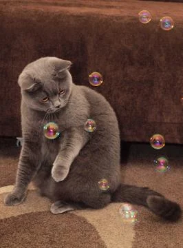 British cat Stock Photos