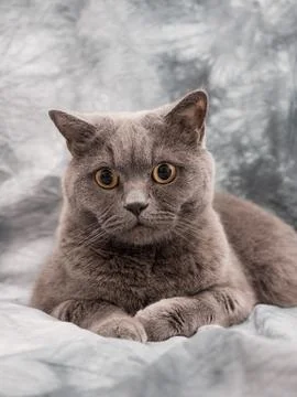 British cat Foto stock