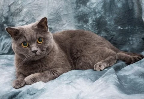 British cat Foto stock