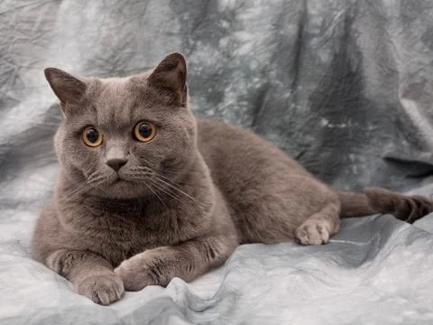 British cat Stock Photos